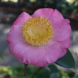 Sakura-tsukasa